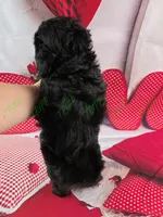 Tucker, a male Havapoo for sale in Tecumseh, MI – Photo 5 of 5