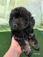CKC Havapoo Tucker , a male Havanese and Poodle - Toy  for sale in Tecumseh, MI – Photo 5 of 5