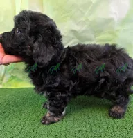 CKC Havapoo Tucker , a male Havanese and Poodle - Toy  for sale in Tecumseh, MI – Photo 2 of 5