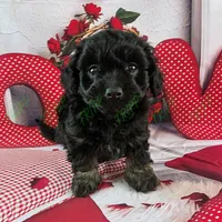 CKC Tucker , a male Havapoo for sale in Tecumseh, MI – Photo 2 of 5