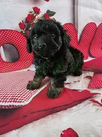 Tucker, a male Havapoo for sale in Tecumseh, MI – Photo 4 of 5