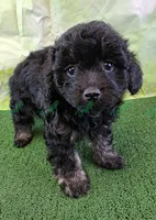 CKC Havapoo Tucker , a male Havanese and Poodle - Toy  for sale in Tecumseh, MI – Photo 3 of 5