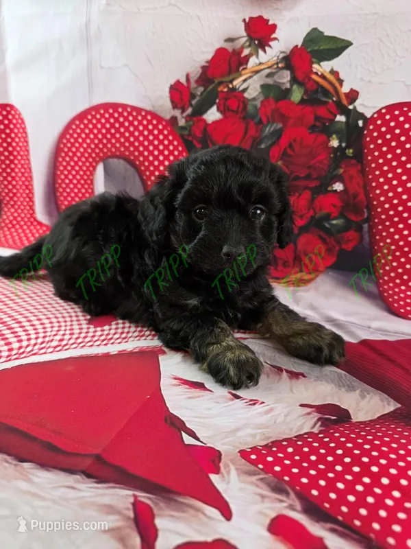 Tucker, a male Havapoo for sale in Tecumseh, MI – Photo 1 of 5