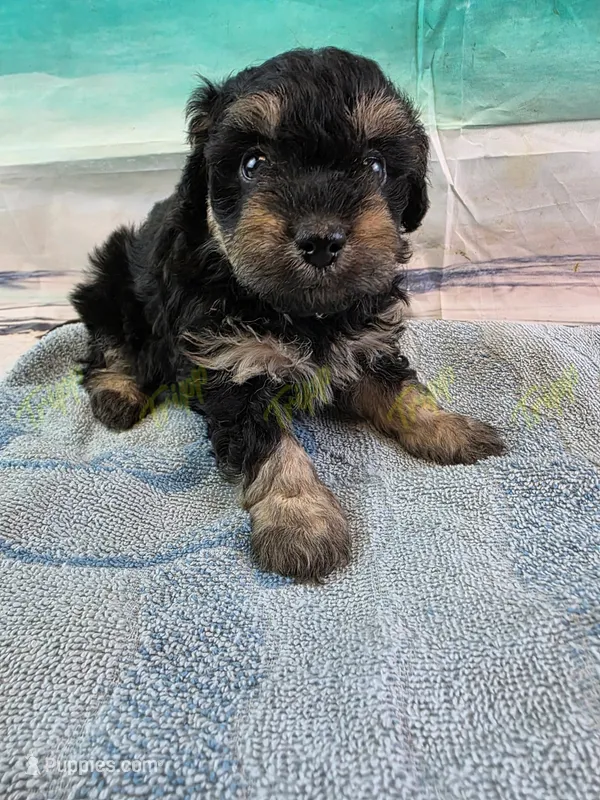CKC Male 2 – Havapoo puppy for sale in Tecumseh, MI