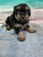 CKC Male 2, a male Havapoo for sale in Tecumseh, MI – 1 of 4