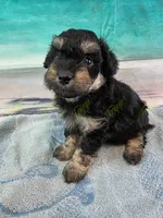 CKC Male 2, a male Havapoo for sale in Tecumseh, MI – 4 of 4