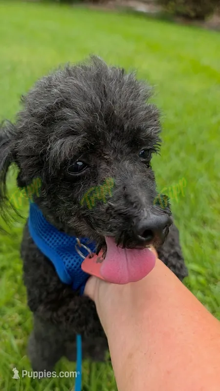 AKC Toy Poodle Stud F/S – Poodle - Toy  puppy for sale in Tecumseh, MI