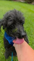 AKC Pepe, a male Poodle - Toy  for sale in Tecumseh, MI – 2 of 5
