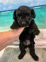 CKC Male 3, a male Havapoo for sale in Tecumseh, MI – 2 of 4