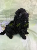 CKC Male 3, a male Havapoo for sale in Tecumseh, MI – 3 of 4