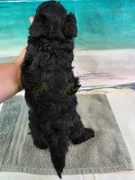 CKC Male 3, a male Havapoo for sale in Tecumseh, MI – 4 of 4
