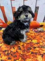 CKC Male 2, a male Havapoo for sale in Tecumseh, MI – 4 of 5