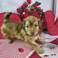 CKC Benji, a male Havapoo for sale in Tecumseh, MI – Photo 2 of 5