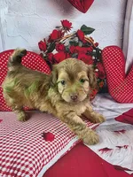 Benji, a male Havapoo for sale in Tecumseh, MI – Photo 2 of 5