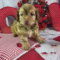 CKC Benji, a male Havapoo for sale in Tecumseh, MI – Photo 4 of 5