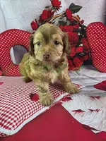 Benji, a male Havapoo for sale in Tecumseh, MI – Photo 4 of 5