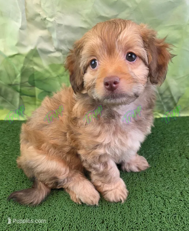 CKC Havapoo Benji – Havanese, Poodle - Toy  puppy for sale in Tecumseh, MI