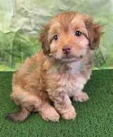 CKC Havapoo Benji, a male Havanese and Poodle - Toy  for sale in Tecumseh, MI – Photo 1 of 5