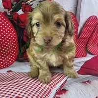 CKC Benji, a male Havapoo for sale in Tecumseh, MI – Photo 3 of 5