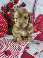 Benji, a male Havapoo for sale in Tecumseh, MI – Photo 3 of 5