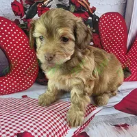 CKC Benji, a male Havapoo for sale in Tecumseh, MI – Photo 1 of 5