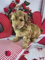 Benji, a male Havapoo for sale in Tecumseh, MI – Photo 1 of 5