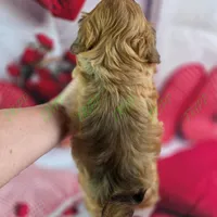 CKC Benji, a male Havapoo for sale in Tecumseh, MI – Photo 5 of 5