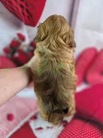 Benji, a male Havapoo for sale in Tecumseh, MI – Photo 5 of 5