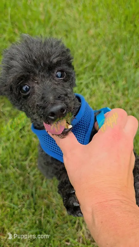 AKC Pepe – Poodle - Toy  puppy for sale in Tecumseh, MI