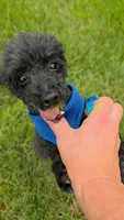 AKC Pepe, a male Poodle - Toy  for sale in Tecumseh, MI – 1 of 5
