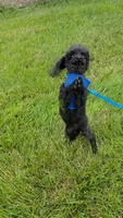 AKC Pepe, a male Poodle - Toy  for sale in Tecumseh, MI – 4 of 5