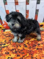 CKC Male 2, a male Havapoo for sale in Tecumseh, MI – 2 of 5