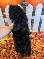 CKC Male 2, a male Havapoo for sale in Tecumseh, MI – 5 of 5