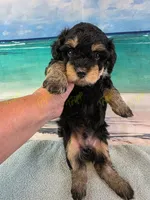 CKC Male 1, a male Havapoo for sale in Tecumseh, MI – 4 of 4