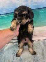 CKC Male 2, a male Havapoo for sale in Tecumseh, MI – 2 of 4