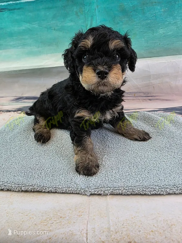 CKC Male 1 – Havapoo puppy for sale in Tecumseh, MI