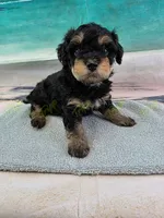 CKC Male 1, a male Havapoo for sale in Tecumseh, MI – 1 of 4