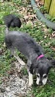 Phoebe, a female Havanese for sale in Tecumseh, MI – 1 of 3
