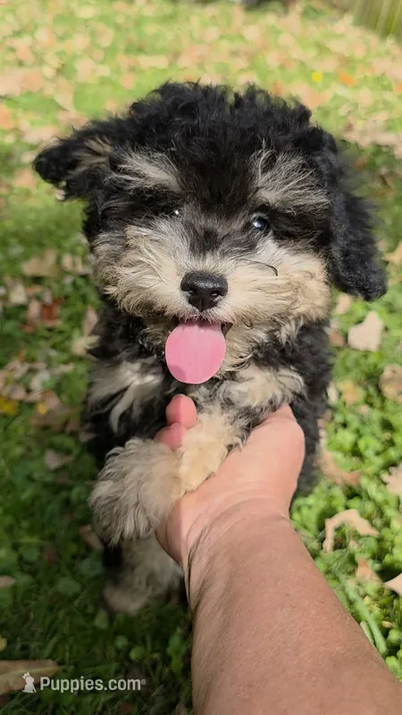 CKC Male 2 – Havanese, Poodle - Toy  puppy for sale in Tecumseh, MI
