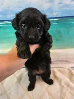 CKC Female 1, a female Havapoo for sale in Tecumseh, MI – 2 of 4