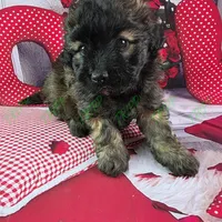 CKC Shadow, a male Havapoo for sale in Tecumseh, MI – Photo 5 of 6