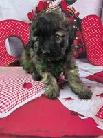 Shadow, a male Havapoo for sale in Tecumseh, MI – Photo 5 of 6