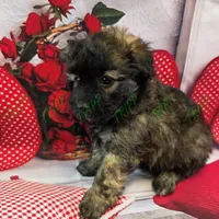 CKC Shadow, a male Havapoo for sale in Tecumseh, MI – Photo 3 of 6