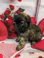 Shadow, a male Havapoo for sale in Tecumseh, MI – Photo 3 of 6