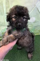 CKC Havapoo Shadow, a male Havanese and Poodle - Toy  for sale in Tecumseh, MI – Photo 4 of 5