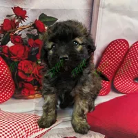 CKC Shadow, a male Havapoo for sale in Tecumseh, MI – Photo 2 of 6