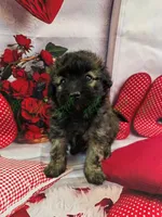 Shadow, a male Havapoo for sale in Tecumseh, MI – Photo 2 of 6