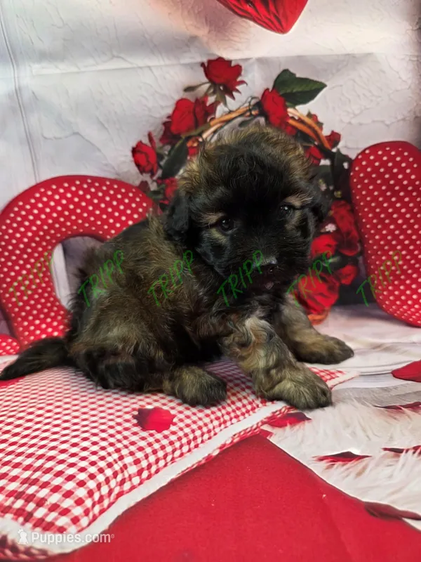 Shadow, a male Havapoo for sale in Tecumseh, MI – Photo 1 of 6