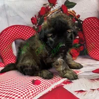 CKC Shadow, a male Havapoo for sale in Tecumseh, MI – Photo 1 of 6