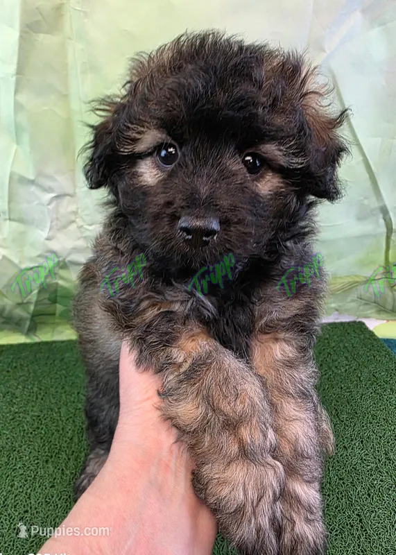 CKC Havapoo Shadow – Havanese, Poodle - Toy  puppy for sale in Tecumseh, MI